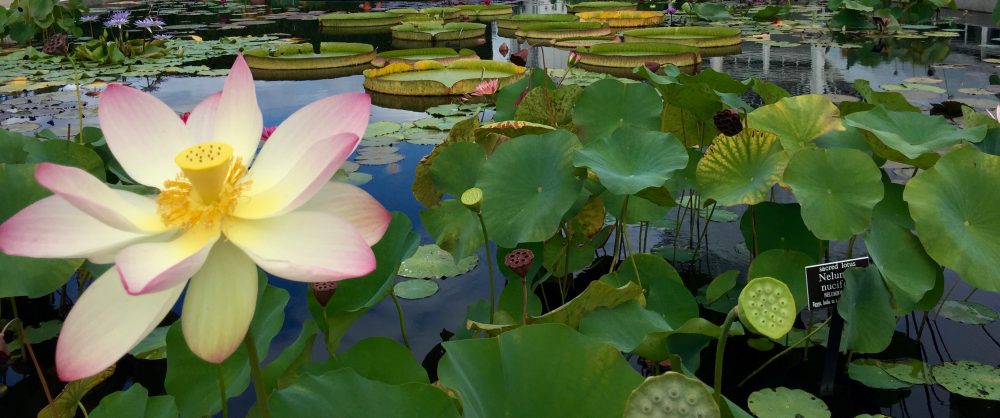 You can take the girl out of Jersey